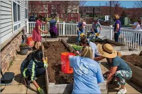  ?? SUBMITTED PHOTO/ERICA THOMPSON ?? Planting a vegetable garden at West Chester University.