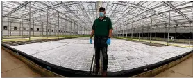  ??  ?? Bright Farms’ hydroponic business in Wilmington grows onemillion pounds of salad greens a year.