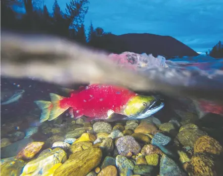  ?? JONATHAN HAywARD/ THE CANADIAN PRESS ?? Eight of 24 Fraser River sockeye population­s are considered endangered as a result of chronic underfundi­ng on the part of provincial government­s over the past 20 years, the B.C. Wildlife Federation conservati­onist group reports.