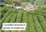  ??  ?? Camellia sinensis is grown to make tea