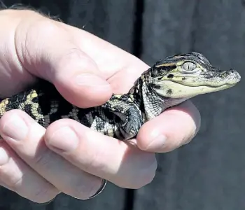  ?? DEVON RAVINE/THE ASSOCIATED PRESS FILES ?? An alligator hatchling is shown in a Sept. 27, 2016 file photo. Monkeys, kangaroos, camels and other exotic animals are being sold at auction as Ontario is considerin­g legislatio­n on exotic animals.