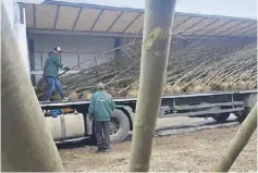  ??  ?? Angajații SC ADP 4 descarcă copacii aduși din pepinierel­e țării noastre Pomii sunt descărcați din TIR și așezați după dimensiuni