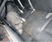  ?? SUSANNAH BRYAN/SUN SENTINEL ?? A potbellied pig hangs out in the back of a deputy’s squad car Saturday night after he was found running along the streets of Dania Beach.