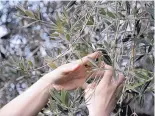  ?? GREGORIO BORGIA/ASSOCIATED PRESS ?? Lucia Iannotta, head of an olive farm, checks an olive tree branch at the family business’ grove, in Capocroce, Italy. A combinatio­n of bad weather and pests is to blame for an expected price rise this year.