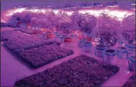  ?? AP/TROY YOUNG ?? Hemp plants grow under the purple glow of LED lights last week at a facility in North Salt Lake, Utah.