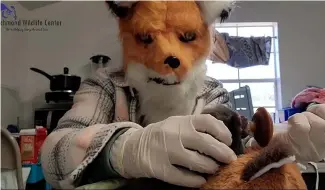  ?? ?? Un membre du personnel du Richmond Wildlife Centre aux États-Unis se déguise en renard pour nourrir un renardeau.