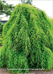  ??  ?? Taxodium distichum ‘Cascade Falls’.