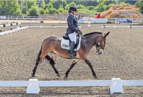  ??  ?? Wallace became first among equals when he was allowed to compete against horses and, ridden by Christie Mclean, achieved victory in the nine-competitor intro class