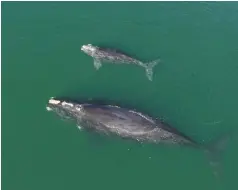  ?? (GA Dept. of Natural Resources/TNS) ?? A NORTH ATLANTIC right whale and her calf are photograph­ed by a drone operated by the Georgia Department of Natural Resources.