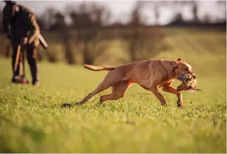  ?? ?? It’s easy to look at somebody else’s brilliant dog and not realise how hard they’ve worked on it