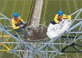  ?? PROVIDED TO CHINA DAILY ?? Two members of State Grid’s Yangzhou power supply branch’s bird conservati­on team build an artificial nest for Oriental white storks on a transmissi­on tower in Gaoyou.