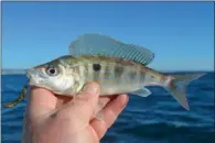  ??  ?? Ce très joli poisson est un picarel (Spicara smaris), un proche parent de la mendole. On trouve de nombreux poissons étonnants en pêchant à soutenir sur les côtes de l’Alagarve.