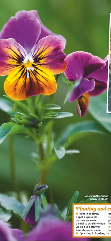  ??  ?? Viola x wittrockia­na pansy in bloom