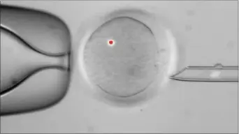  ?? THE ASSOCIATED PRESS FILE PHOTO ?? In this image made available by the Oregon Health & Science University, a faint white blotch in the tube at right is DNA that has been removed from a human egg, center. The red dot is from a laser used in the procedure. Scientists have successful­ly...