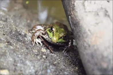  ?? Jarret Liotta / For Hearst Connecticu­t Media ?? One of the frogs in the pond off the Swamp Loop Trail at Earthplace.