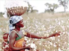  ?? ?? Cotton produced in Zimbabwe enjoys a reputation of being among the least contaminat­ed in the world