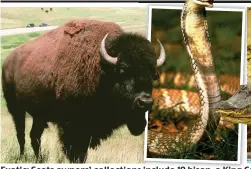  ??  ?? Exotic: Scots owners’ collection­s include 19 bison, a King Cobra and American alligators