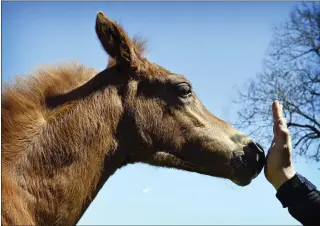  ?? ANJALI SHARIF-PAUL — STAFF PHOTOGRAPH­ER ?? Make new friends: A two-week-old newborn foal sniffs a person’s hand at the W.K. Kellogg Arabian Horse Center, a research and breeding facility on the Cal Poly Pomona campus in Pomona.