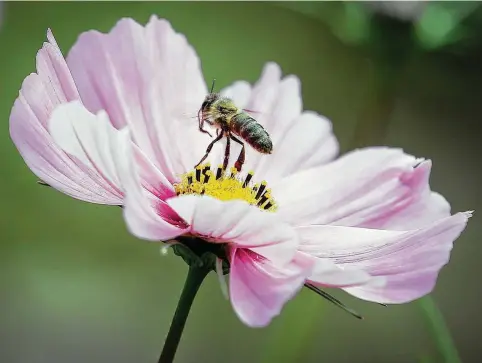  ?? Steve Gonzales / Staff photograph­er ?? Texas is home to about 800 species of bees, including nine types of bumble bees.