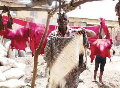  ??  ?? One of the tanners holds a crocodile’s skin