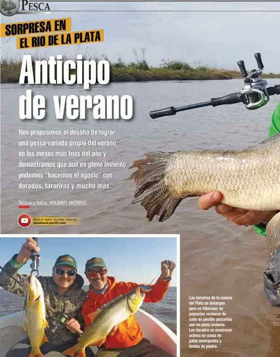  ??  ?? Las taruchas de la cuenca del Plata se aletargan pero no hibernan: en pequeñas ventanas de calor es posible pescarlas aun en pleno invierno. Los dorados se mostraron activos en zonas de palos emergentes y fondos de piedra.