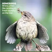  ??  ?? HOMEBIRDS Wrens often like nesting in fresh laundry on the line