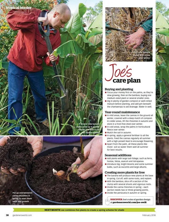  ??  ?? Pot up overwinter­ed canna rhizomes in spring to start them back into growth If several new banana stems grow up in spring, remove one with roots and replant nearby Protect the banana stems with straw over winter