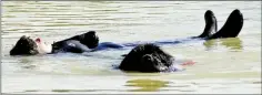  ?? - Crédits : Les Gardiens de la mer ?? Scène de sauvetage en situation réelle