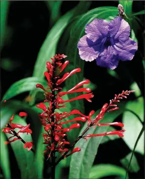  ?? (TNS/Norman Winter) ?? The ruellia, or Mexican petunia, is in the Acanthus family and related to plants like the firespike.