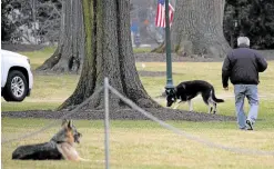  ?? —AFP ?? ‘FIRST DOGS’ HAD THEIR DAY The White House stint of US President Joe Biden’s pets Champ and Major Biden, seen here on the South Lawn on Jan. 25, has been cut short.