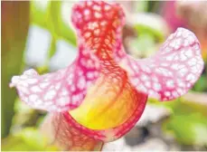  ?? FOTO: ANDREA WARNECKE/DPA ?? Nicht nur hungrig, auch schön: die fleischfre­ssende Schlauchpf­lanze (Sarracenia x chelsonii).