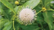  ?? ?? Monarch butterflie­s are frequent visitors to the spherical clusters of buttonbush (Cephalanth­us occidental­is) flowers.