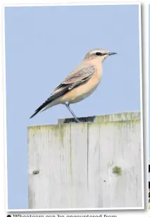  ??  ?? ● Wheatears can be encountere­d from Southport to Crosby
● Willow Warblers call from coastal scrub as they head south