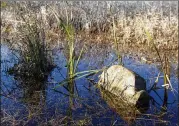  ?? JASON FOCHTMAN / HOUSTON CHRONICLE ?? The top of a headstone rises above water in the Sweet Rest Cemetery in Tamina on Jan. 13. The Montgomery County community near The Woodlands was founded by freed slaves.