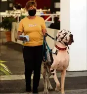  ?? (Photo Cyril Dodergny) ?? Plus de  chiens ont été présentés durant l’exposition canine internatio­nale.