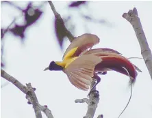  ?? TNS PHOTOS ?? PARADISE ISLAND: A bird of paradise clings to a popular mating branch on Indonesia’s Waigeo Island. A live-aboard ship, left, is a popular way to explore Raja Ampat. Residents of Arborek Tourism Village keep traditiona­l Papuan dances alive, bottom.