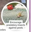  ??  ?? Encourage predatory insects against pests