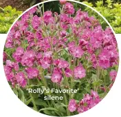  ?? ?? ‘Rolly’s Favorite’ silene