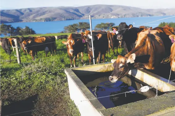  ?? Photos by Scott Strazzante / The Chronicle ?? Straus Dairy Farm in the Marin County community of Marshall has been using a digester, which captures methane from manure and converts it into electricit­y.