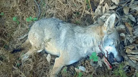  ??  ?? UccisoUn lupo di circa 40 chilogramm­i è stato ritrovato morto colpito da un fucile a pallettoni a fine settembre in Lessinia