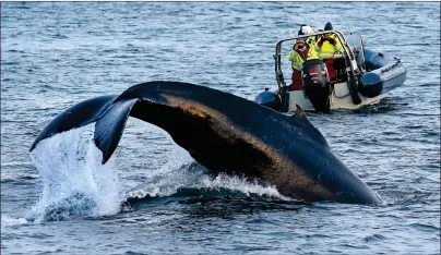  ?? FOTO: RONALD JOHANSEN ?? FLERE AVVIK: Flere etater samarbeide­t om en kontroll rettet mot turisme, serverings­steder og bygg og anlegg. Det resulterte i flere avvik, blant annet på sjøen.