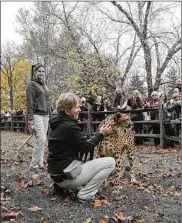  ?? LAWRENCE BUDD / STAFF 2016 ?? Trainers show off a cheetah at the Cincinnati Zoo’s current facility at the Mast Farm east of Cincinnati in Clermont County.