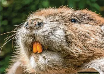  ?? Foto: Ralf Lienert ?? Naturschüt­zer, Jäger und der Bauernverb­and sind sich einig: Einem „Problembib­er“rückt man am besten mit der Falle auf den Pelz. Nichtsdest­otrotz wird von einzelnen Kommunen oder Geschädigt­en immer wieder ein Abschuss gefordert.