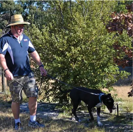  ?? Photo: Lawdogs Australia/Contribute­d ?? ON THE HUNT: Truffle detection dog Conan with dog trainer Matt Hibberd searching oak trees for truffles.