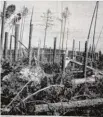  ?? Archivrepr­o: ben ?? Große Orkanschäd­en 1967 im Nord ries bei Oettingen.