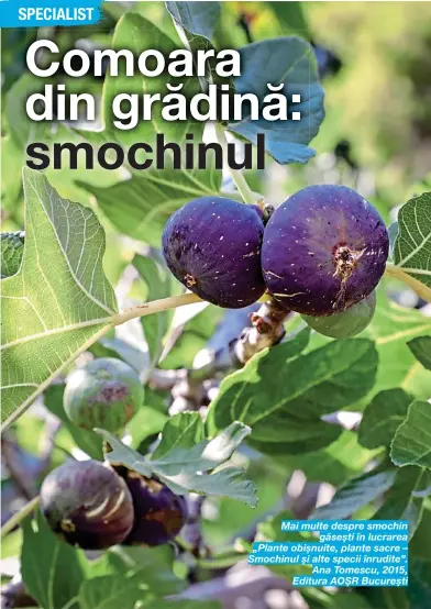  ??  ?? Mai multe despre smochin găsești în lucrarea „Plante obișnuite, plante sacre – Smochinul și alte specii înrudite”. Ana Tomescu, 2015, Editura AOȘR București