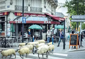  ?? (foto Afp) ?? Davanti a un bar Le pecore pascolano nell’area residenzia­le di Aubervilli­ers, sobborgo a nord di Parigi