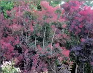  ??  ?? In May smoke tree is a haze of deep burgundy beauty (above). In the fall it turns itself red, orange, pink or yellow (left).