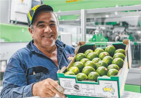  ??  ?? GROWING INNOVATION: Jose Caamano is in the running for this year’s Charlie Nastasi Horticultu­ral Farmer of the Year Award.