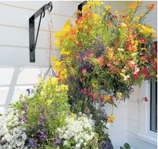  ?? ?? Now is the time to get your pots and hanging baskets planted for a stunning display for Christmas and summer, writes Gareth Carter.